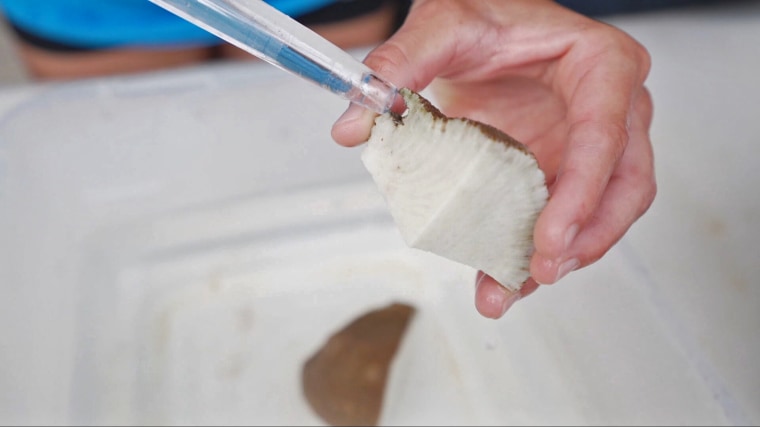 Researchers break struggling corals into pieces to beat them back to health and grow new corals from each piece.