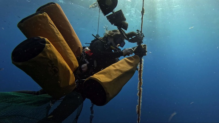 ISER Caribe executive director Stacey Williams dives underwater to cut lines of star-like material where sea urchins are growing.